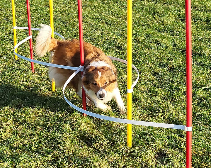 Wuzzmann Agility - Slalom - AUSBILDUNGSSET MIT 4 SLALOMBÖGEN/TRAININGSBÖGEN + 6 SLALOMSTANGEN ROT/GE