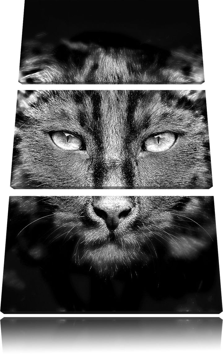 Pixxprint Monocrome, Dark schwarzes Katzengesicht 3-Teiler Leinwandbild 120x80 Bild auf Leinwand
