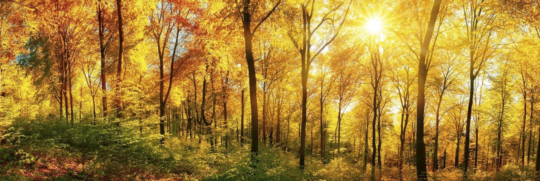 DIMEX Küchenrückwand Folie selbstklebend SONNIGER Wald | Klebefolie - Dekofolie - Spritzschutz für K