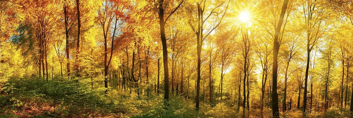 DIMEX Küchenrückwand Folie selbstklebend SONNIGER Wald | Klebefolie - Dekofolie - Spritzschutz für K