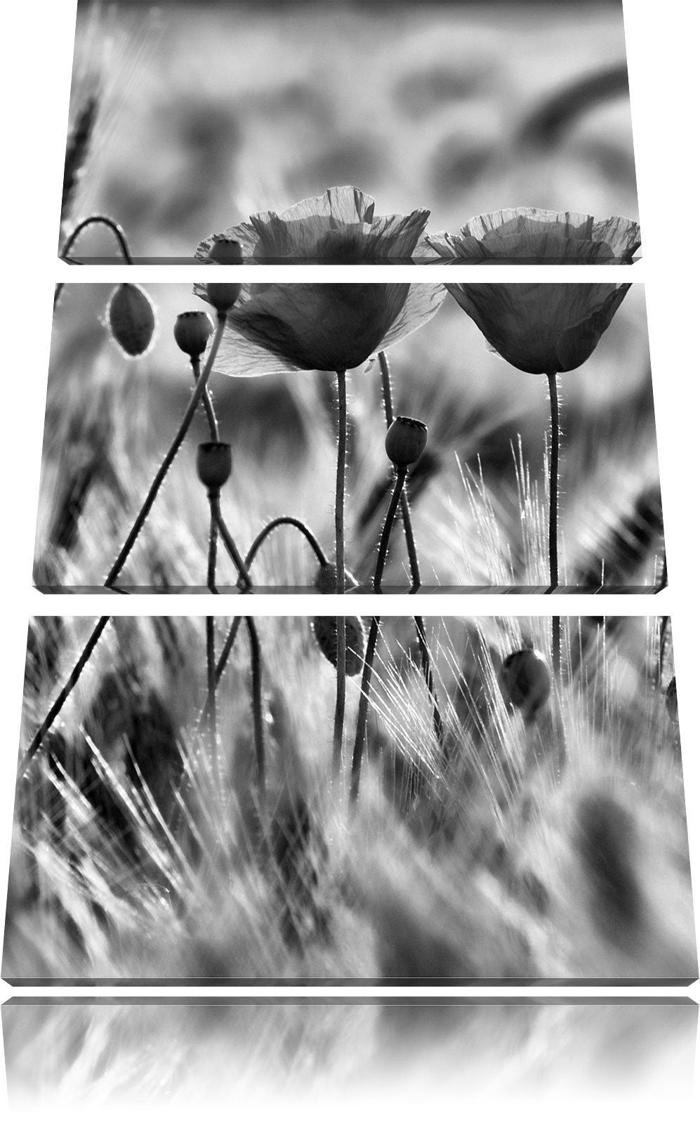 Pixxprint Zwei schöne Mohnblumen als Leinwandbild/Grösse: 3 Teilig (120x80) cm/Wandbild/Kunstdruck/f