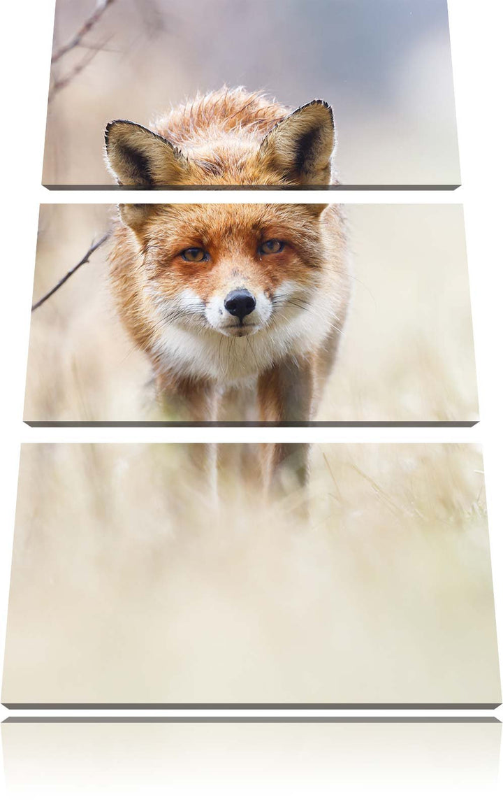 Pixxprint Schleichender Fuchs als Leinwandbild | Grösse: 3 Teilig (120x80) | Wandbild| Kunstdruck |