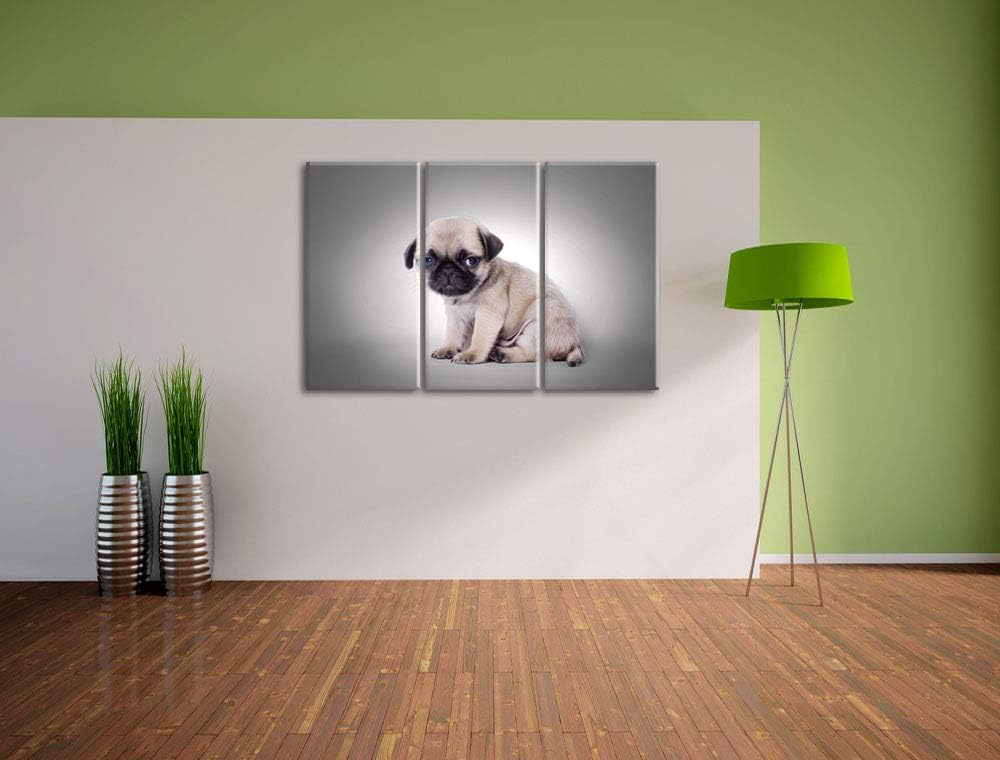 sitzender Mopswelpe vor grauem Hintergrund schwarz/weiss 3-Teiler Leinwandbild 120x80 Bild auf Leinw