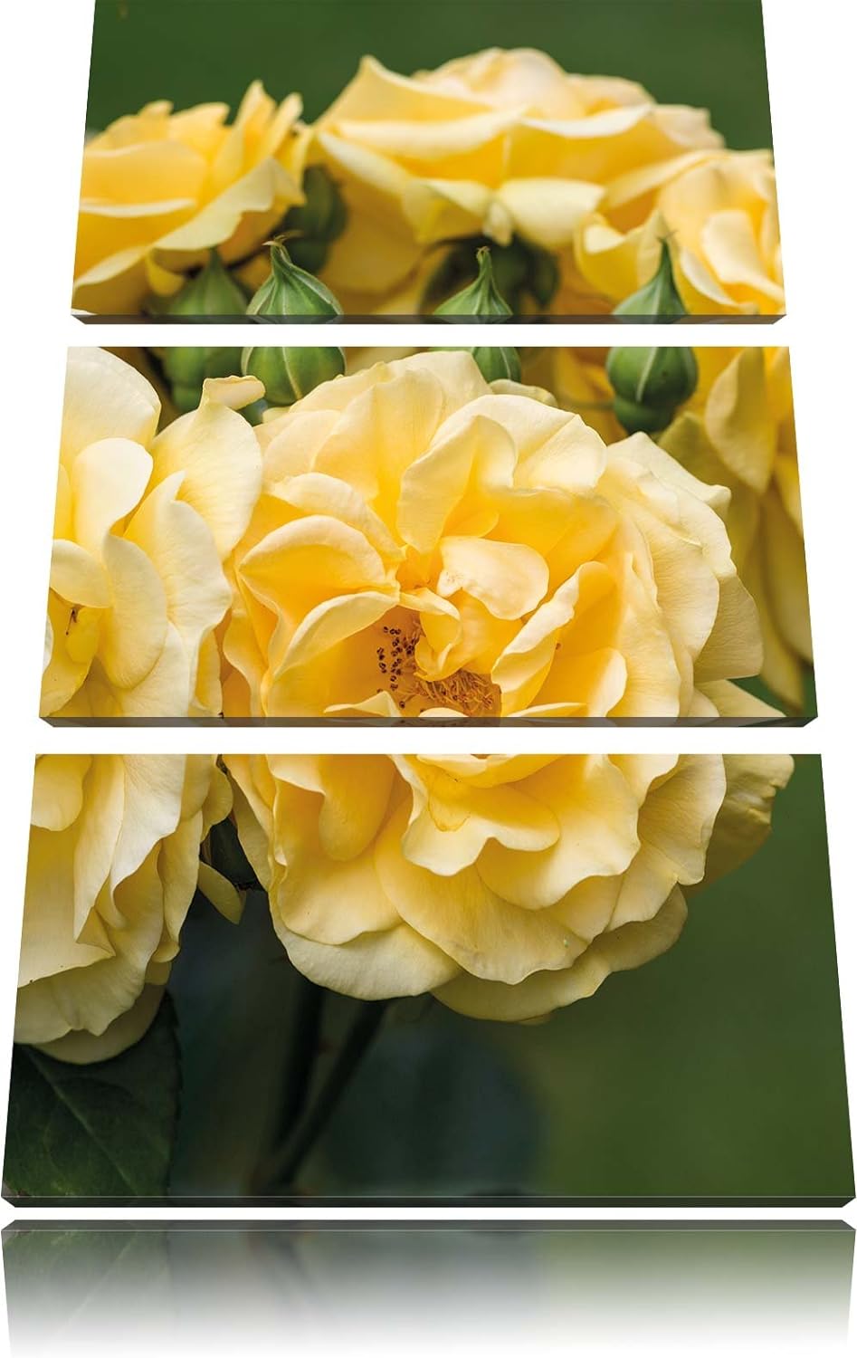 Pixxprint Pfingstrosen als Leinwandbild/Grösse: 3 Teilig (120x80) cm/Wandbild/Kunstdruck/fertig besp