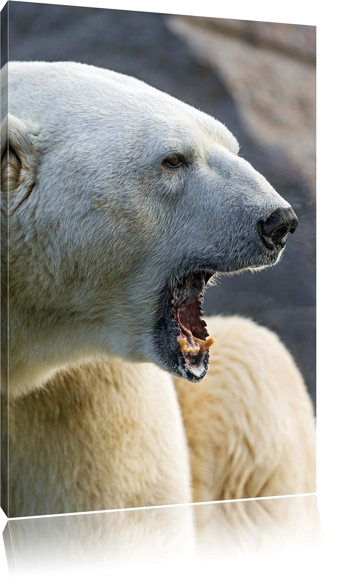 Pixxprint brüllender Eisbär auf Leinwand, XXL riesige Bilder fertig gerahmt mit Keilrahmen, Kunstdru