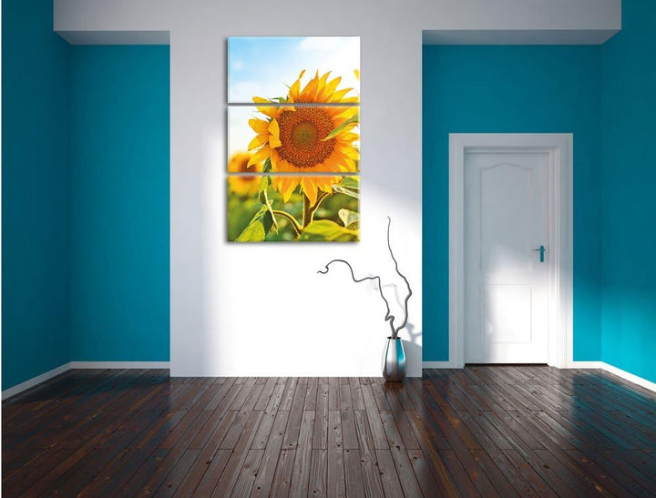 Pixxprint Sonnenblumenfeld SonnenblumeSonne als Leinwandbild/Grösse: 3 Teilig (120x80) cm/Wandbild/K