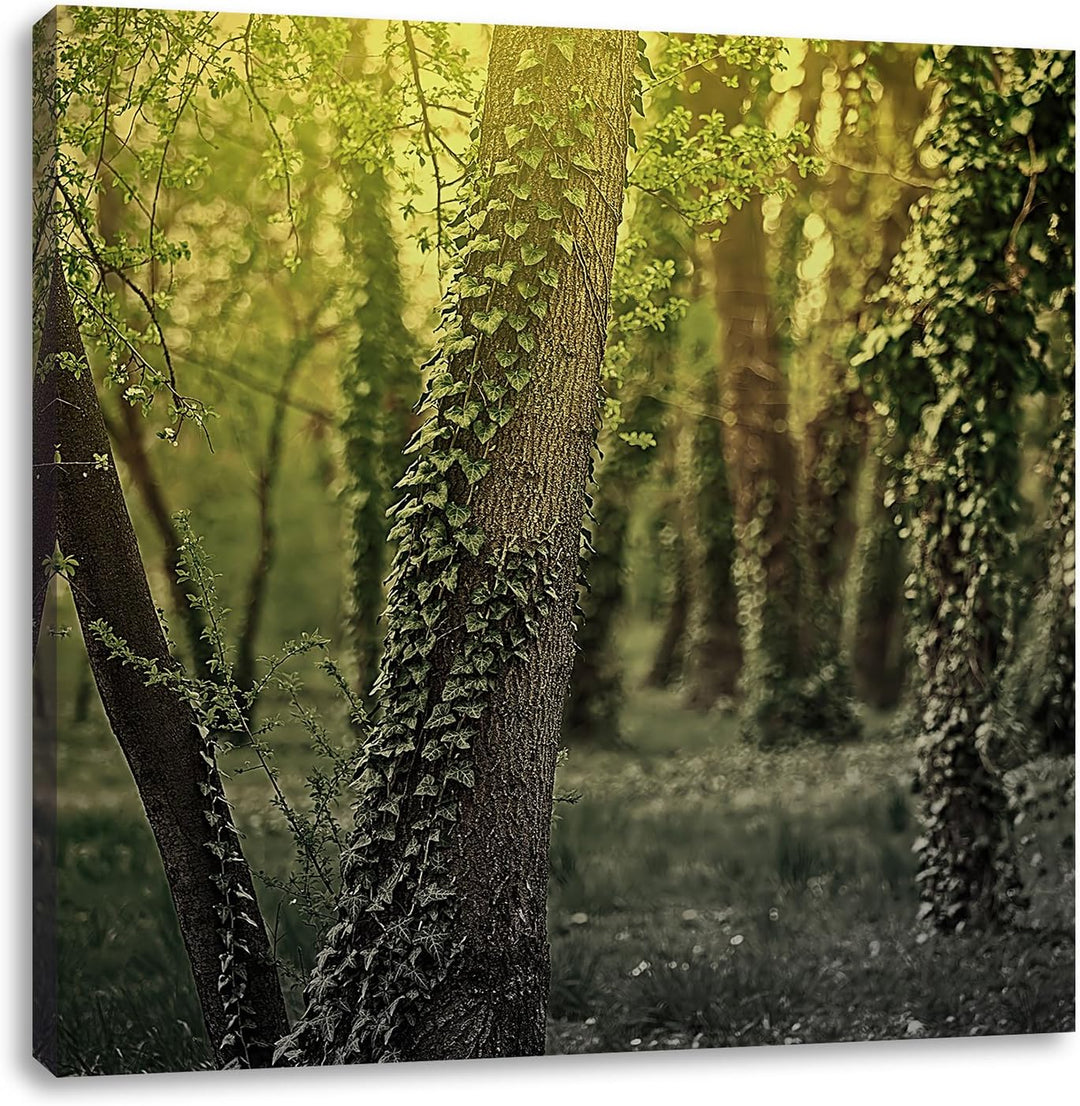 Pixxprint Efeuranken wachsen an Bäumen schwarz/weiss, Format: 70x70 auf Leinwand, 70x70