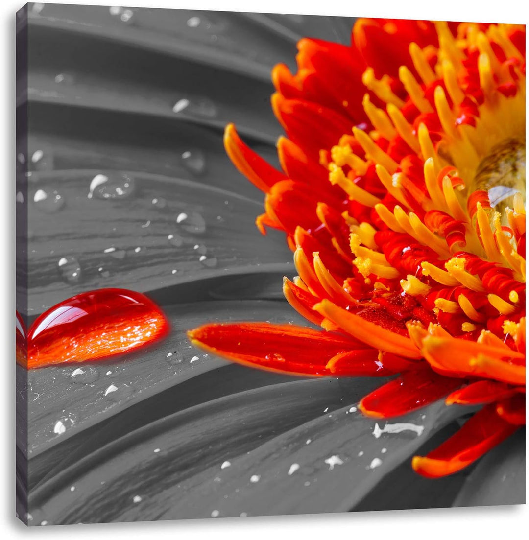 Pixxprint Wassertropfen auf Gerbera als Leinwandbild Quadratisch/Grösse: 70x70 / Wandbild/Kunstdruck