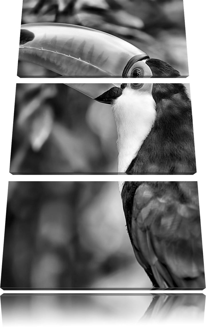 Pixxprint Bunter Tukan als Leinwandbild/Grösse: 3 Teilig (120x80) cm/Wandbild/Kunstdruck/fertig besp