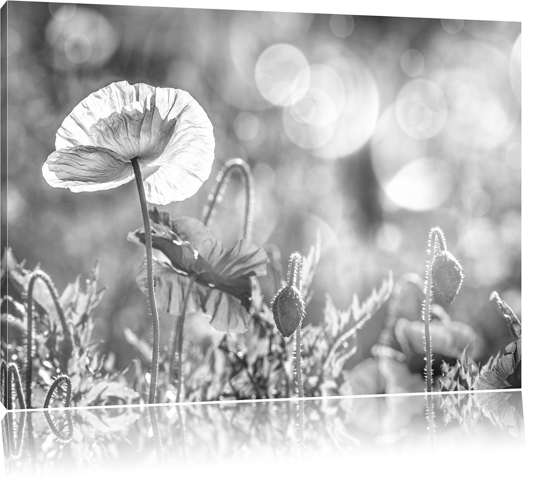 Pixxprint Kalifornischer Mohn im Frühling als Leinwandbild/Grösse: 100x70 cm/Wandbild/Kunstdruck/fer