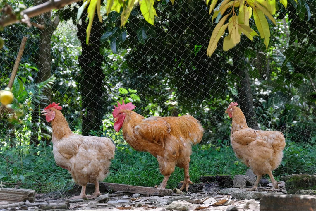 LINSOCLE 15 mx 15 m Vogelschutznetz Schwarz, Vogelnetz Stabil, Netz für Hühnergehege, Volierennetz f