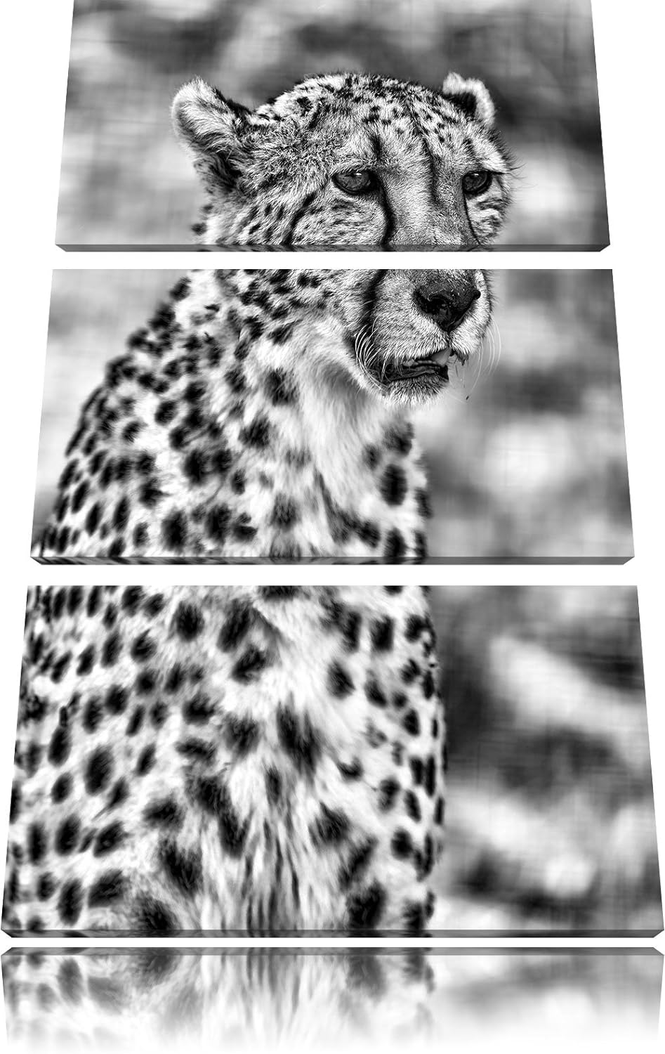 Pixxprint ausgewachsener Gepard als Leinwandbild/Grösse: 3 Teilig (120x80) cm/Wandbild/Kunstdruck/fe