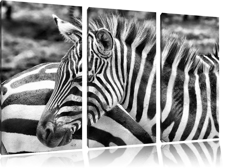 Pixxprint prächtiges Zebra als Leinwandbild | Grösse: 3 Teilig (120x80) | Wandbild| Kunstdruck | fer