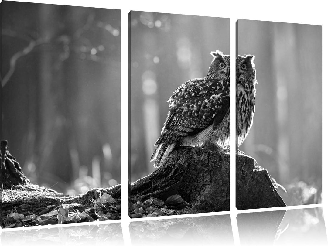 Pixxprint Eule auf dem Baumstamm als Leinwandbild/Grösse: 3 Teilig (120x80 cm) cm/Wandbild/Kunstdruc