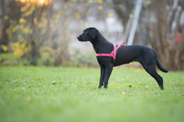 Hundegeschirr Soft & Safe reflektierend, Gr.-1: 28-35cm cayenne/schwarz 28 - 35 cm cayenne/schwarz,