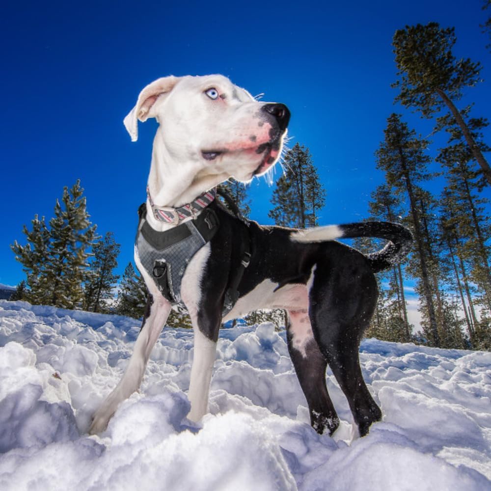 Kurgo Journey Air Hundegeschirr, Mit gepolstertem Brustteil und Rückgriff, Für Hunde von 11-23 kg, G