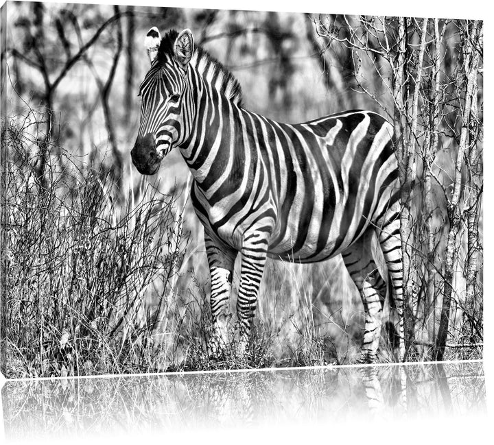 Monocrome, einsames Zebra, Format: 100x70 auf Leinwand, XXL riesige Bilder fertig gerahmt mit Keilra