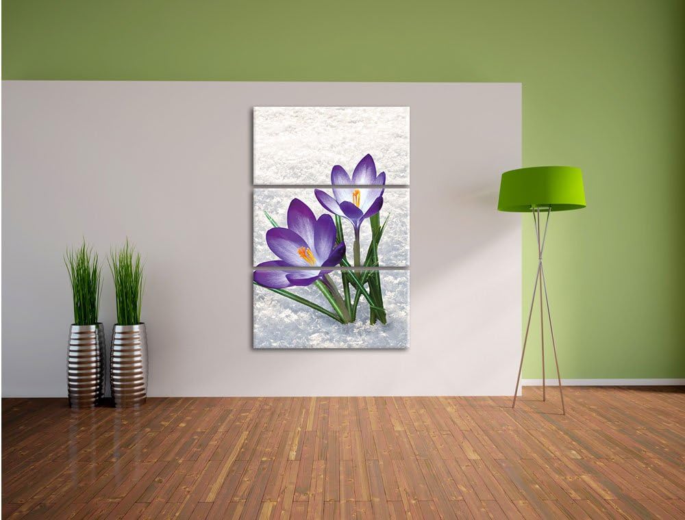 Pixxprint Lila Krokusse im Schnee als Leinwandbild/Grösse: 3 Teilig (120x80) / Wandbild/Kunstdruck/f