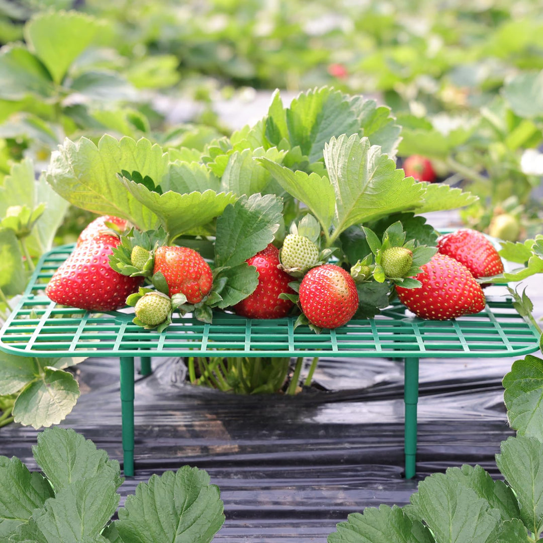 ANGTUO 10 Stück Quadratisch Erdbeerreifer Gartenzubehör Schneckenschutz Erdbeerstützen Schutz Gemüse