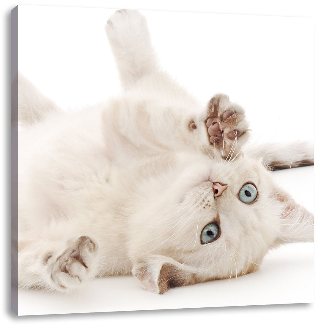 Pixxprint Kleine Katze, Format: 70x70 auf Leinwand, XXL riesige Bilder fertig gerahmt mit Keilrahmen