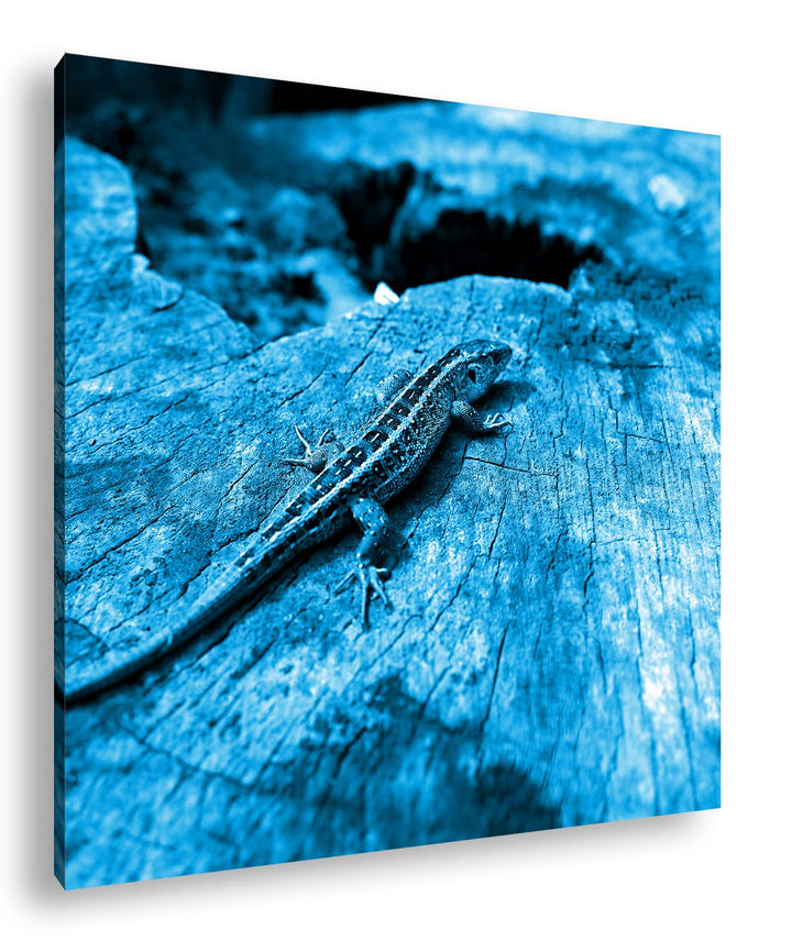 deyoli winzige Eidechse auf einem Baumstamm Format: 70x70 Effekt: Monocrome Blau als Leinwandbild, M