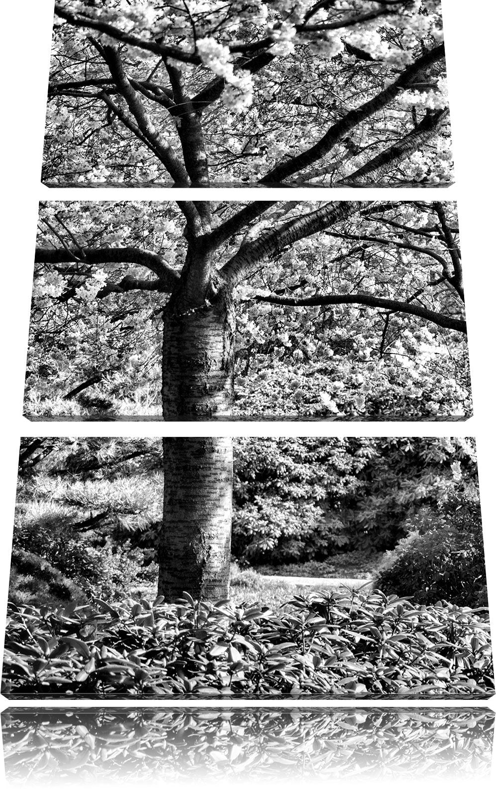 Pixxprint Rosa blühende Kirschbäume als Leinwandbild/Grösse: 3 Teilig (120x80) cm/Wandbild/Kunstdruc