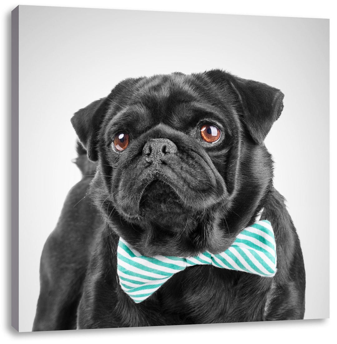 Pixxprint Mops mit lustig gestreifter Fliege als Leinwandbild Quadratisch/Grösse: 70x70 / Wandbild/K