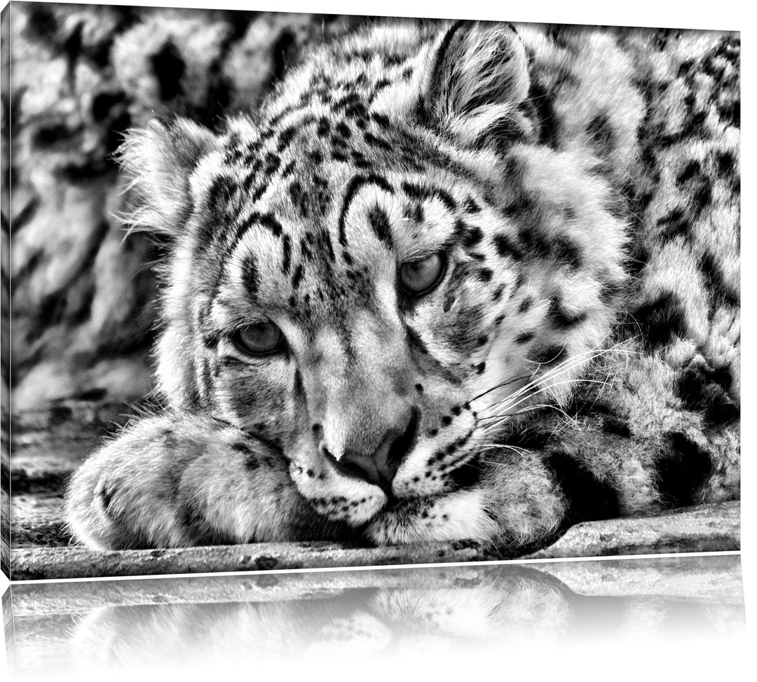Pixxprint ruhender Schneeleopard / 100x70cm Leinwandbild bespannt auf Holzrahmen/Wandbild Kunstdruck