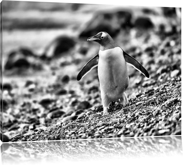 Monocrome, Pinguine, Format: 100x70 auf Leinwand, XXL riesige Bilder fertig gerahmt mit Keilrahmen,