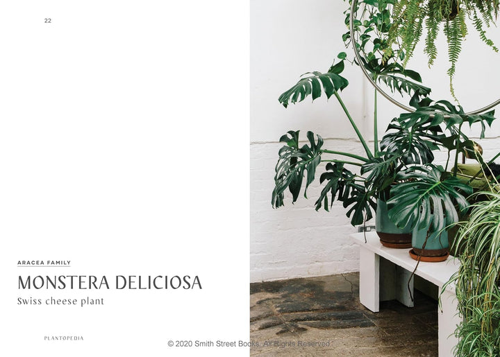 Plantopedia: The Definitive Guide to House Plants, Gebundenes Buch
