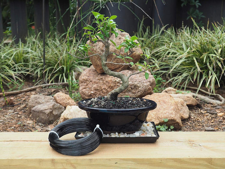 Grow A Bonsai Tree Eloxiertes Aluminium 1,0mm Bonsai Draht 250g grosse Rolle (375 Feet) - (1,0mm, Sc