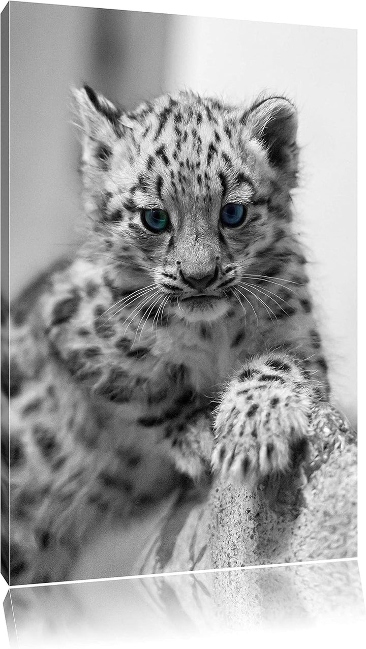 niedliches Leopardenjunges beim Klettern schwarz/weiss auf Leinwand, XXL riesige Bilder fertig gerah
