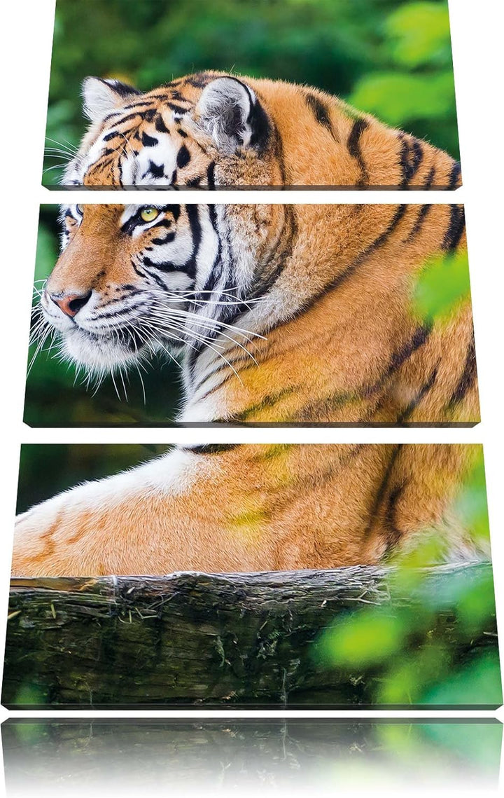 Pixxprint anmutiger Tiger auf Baumstamm als Leinwandbild/Grösse: 3 Teilig (120x80) cm/Wandbild/Kunst