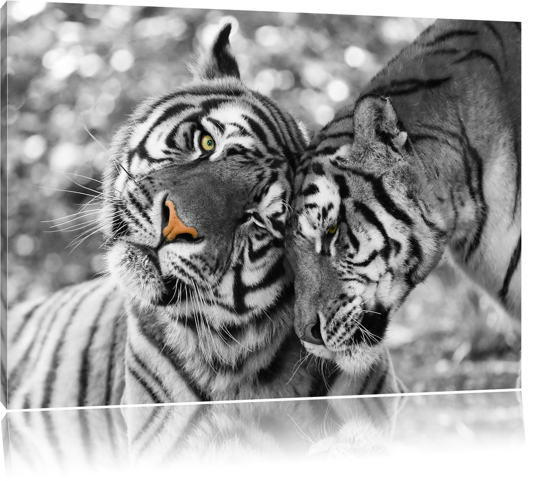 Pixxprint Zwei liebkosende Tiger B&W Detail, Format: 100x70 auf Leinwand, 100x70