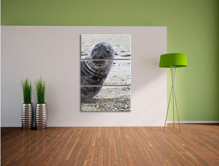 Pixxprint Robbe an Kiesstrand als Leinwandbild/Grösse: 3 Teilig (120x80) cm/Wandbild/Kunstdruck/fert