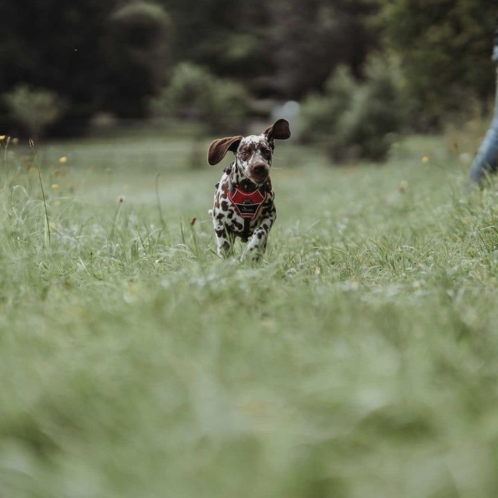 Hunter DIVO Hundegeschirr, L-XL, 79-107 cm, rot/grau 79 - 107 cm rot/grau, 79 - 107 cm rot/grau