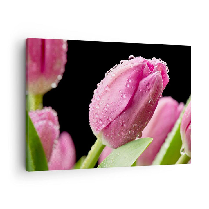Bilder auf Leinwand Tulpe Blumen Tau Leinwandbild mit Rahmen 70x50cm Wandbilder Dekoration Wohnzimme