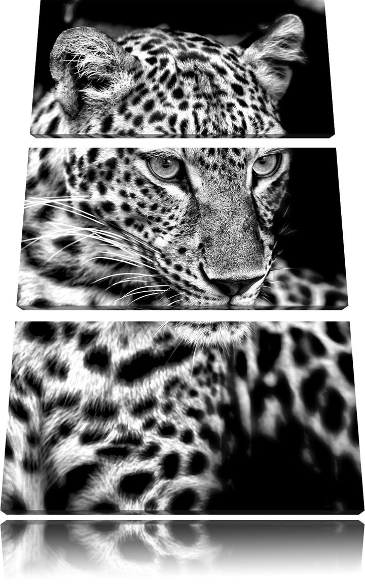 Pixxprint Leopard mit blauen Augen als Leinwandbild/Grösse: 3 Teilig (120x80) cm/Wandbild/Kunstdruck