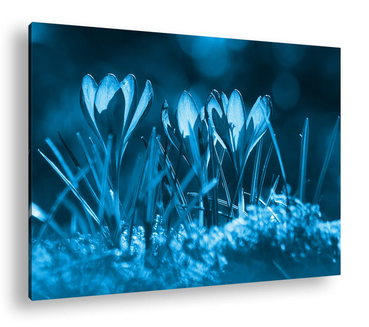 deyoli beeindruckende Krokusse im Frühling Format 80x60 Effekt: Monocrome Blau als Leinwandbild, Mot