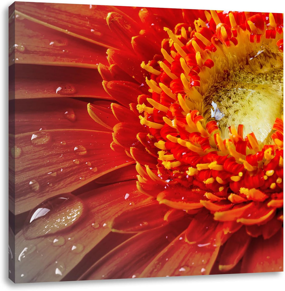 Pixxprint Gerbera mit Wassertropfen als Leinwandbild/Grösse: 70x70 cm/Wandbild/Kunstdruck/fertig bes