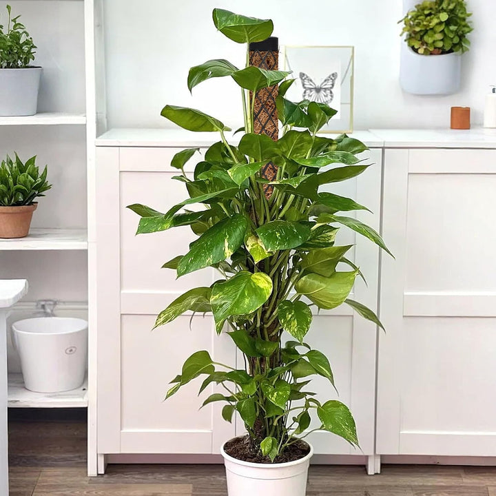 Moosstab für Monstera Rankhilfe Zimmerpflanzen 113cm Rankhilfe Monstera Pflanzstab Efeutute Pflanzen