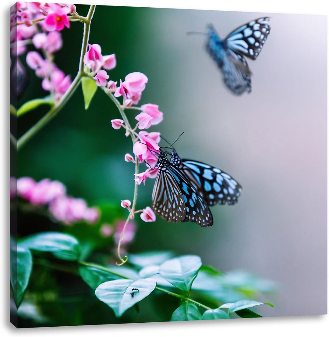 Pixxprint schöne Schmetterlinge auf rosa Blumen, Format: 70x70 auf Leinwand, 70x70