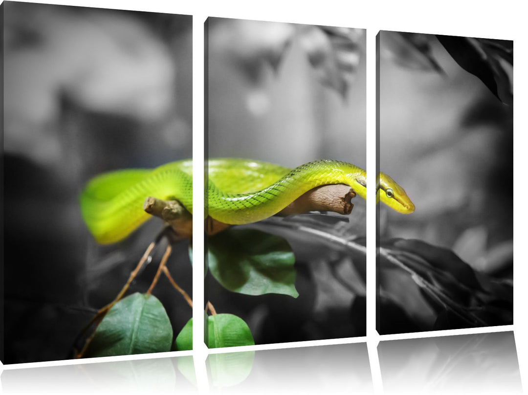 Pixxprint Raue grüne Schlange als Leinwandbild | Grösse: 3 Teilig (120x80) | Wandbild| Kunstdruck |