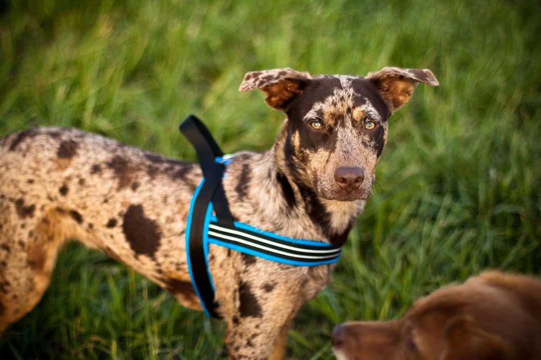 ComfortFlex American Made Quick Fit voll gepolstertes reflektierendes Sport-Hundegeschirr für aktive