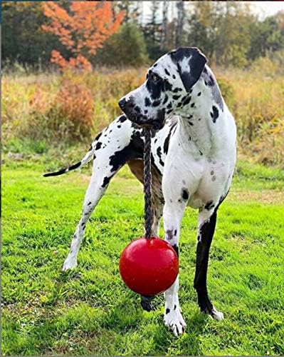 Jolly Pets JOLL051A Hundespielzeug Ball Romp-n-Roll, 20 cm, rot 8 inches rot, 8 inches rot