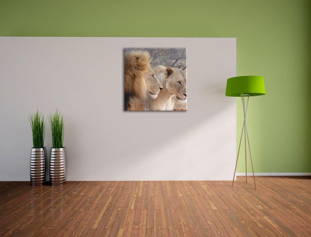 stolzes Löwenpaar, Format: 70x70 auf Leinwand, XXL riesige Bilder fertig gerahmt mit Keilrahmen, Kun