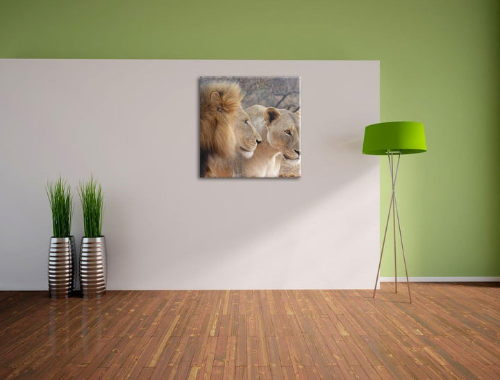 stolzes Löwenpaar, Format: 70x70 auf Leinwand, XXL riesige Bilder fertig gerahmt mit Keilrahmen, Kun