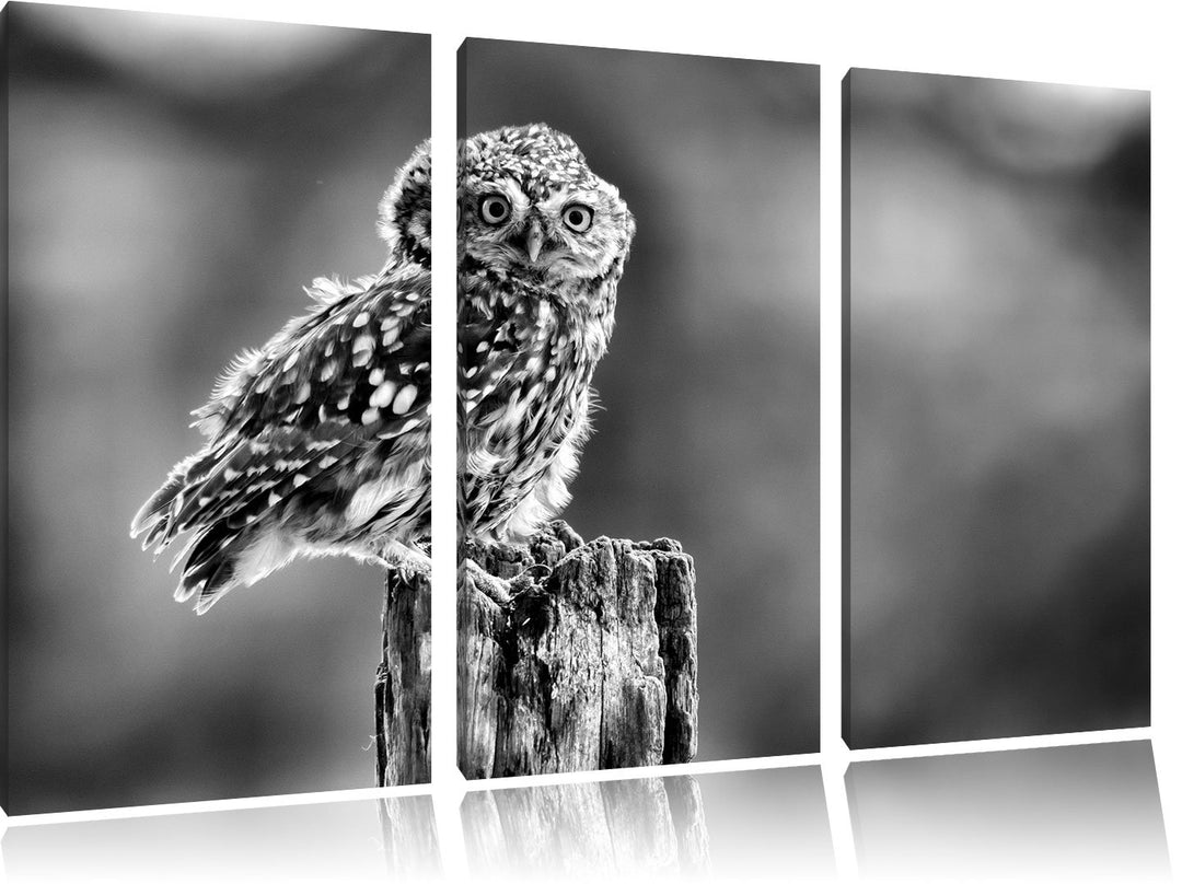 Pixxprint Lustige kleine Eule als Leinwandbild | Grösse: 3 Teilig (120x80) | Wandbild| Kunstdruck |