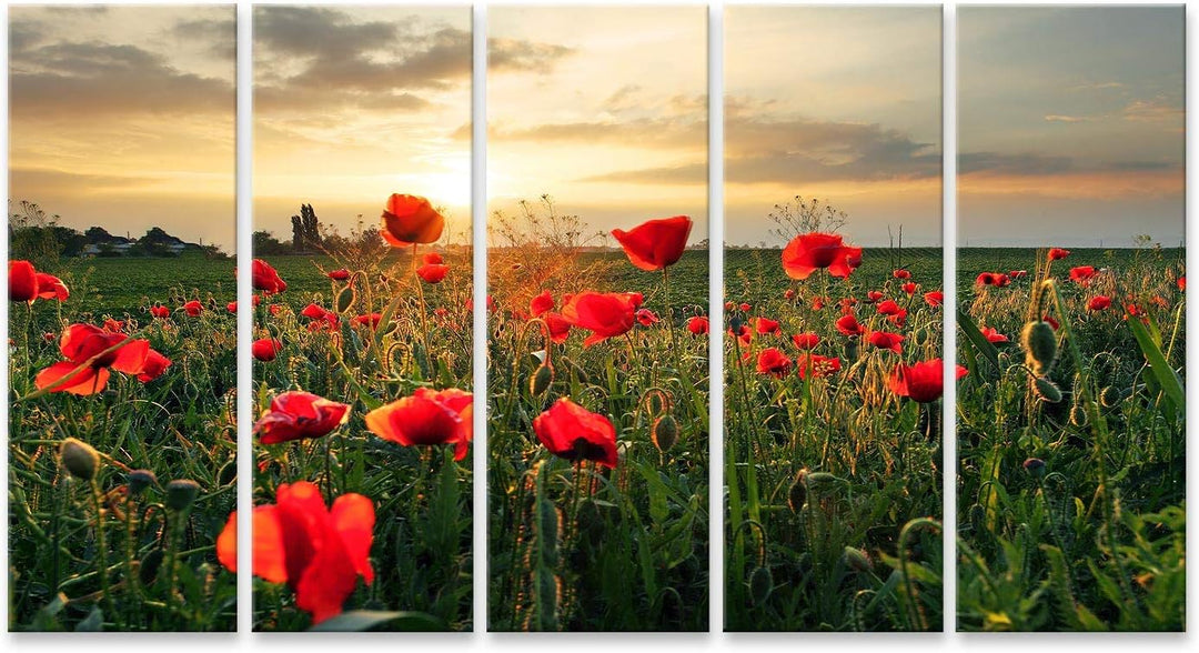 islandburner Bild auf Leinwand Mohnblumen Feldblume Auf Sonnenuntergang Wandbild Poster Kunstdruck B