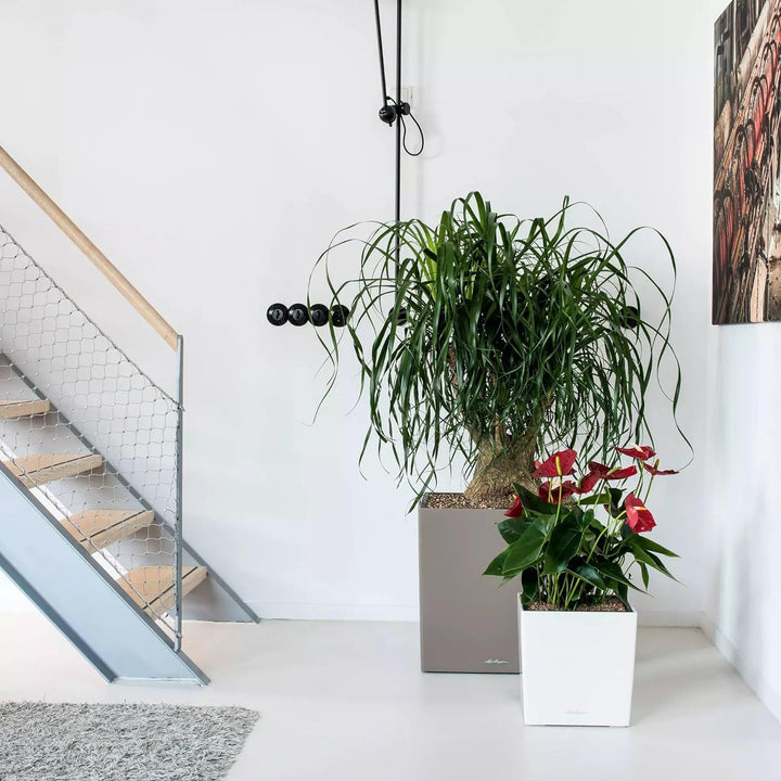 LECHUZA CUBE Premium 30 weiss hochglanz 16460 29.5x29.5x30 cm Weiss Hochglanz, 29.5x29.5x30 cm Weiss